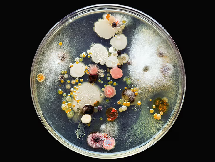 Почва как живой организм: как защитить себя от опасных инфекций