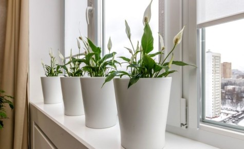 Как добиться цветения спатифиллума дважды в год