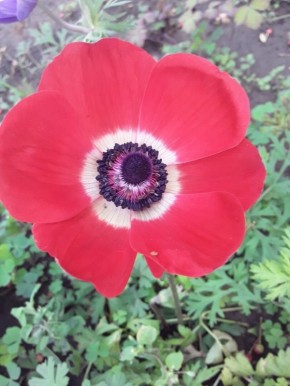 Анемона корончатая: секреты успешного цветения