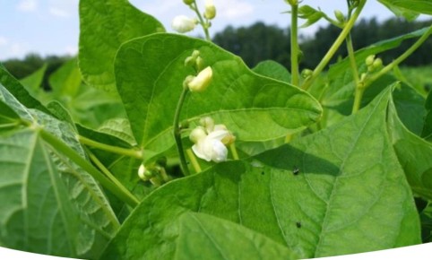 ��� ������� ��������� ������: ������ �� ������� � �����