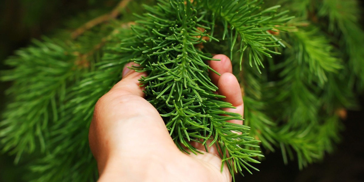 Как создать идеальный хвойный сад: советы по уходу и профилактике