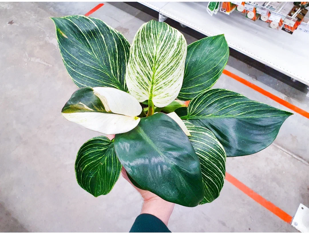 Как спасти умирающий филодендрон: советы и практический опыт