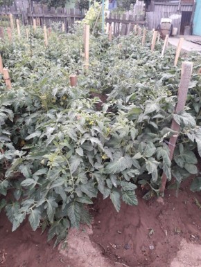 ��������� ������ ����������� ���������: ����������� � ���������