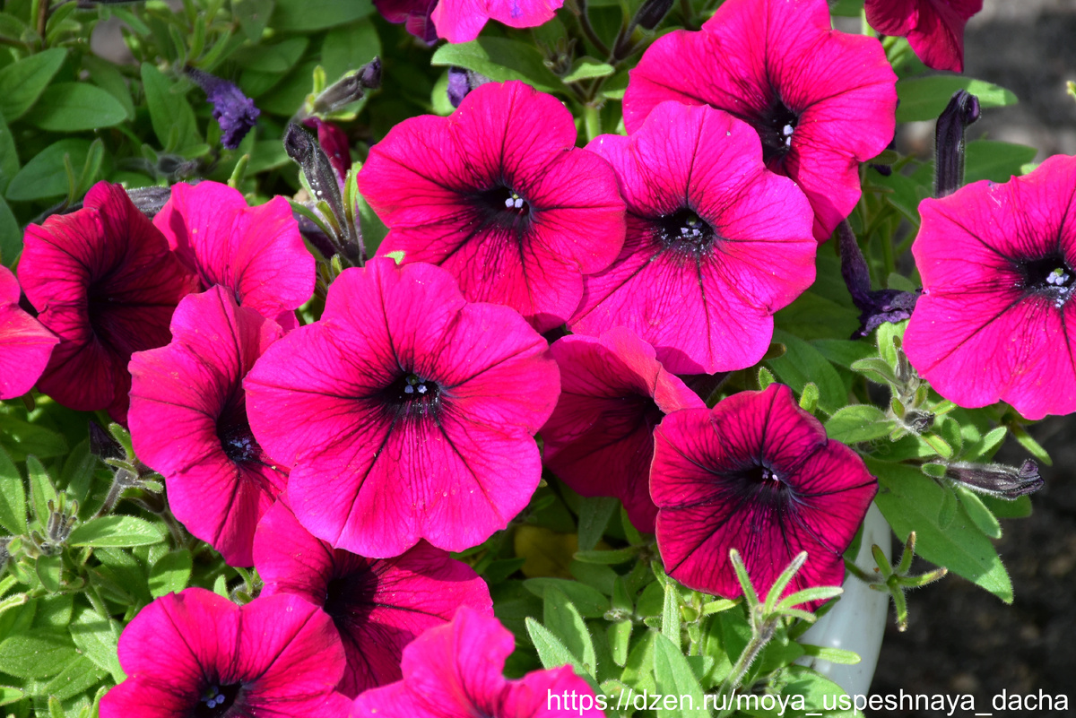 Петунии, которые покорят любое настроение