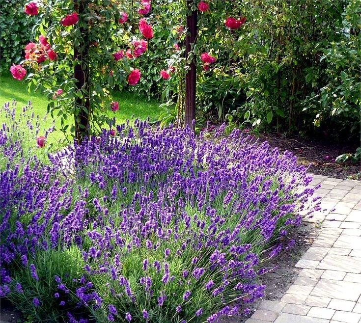 Цветы, которые работают на вас: как создать уютный и безопасный сад