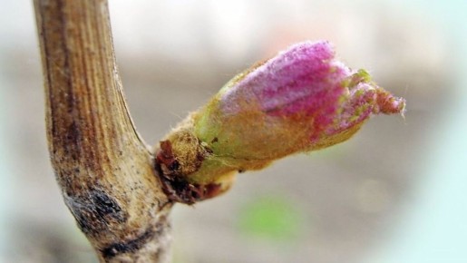 ��� ��������� ���������� �������� � ���: ������� ��� ��������� ������������