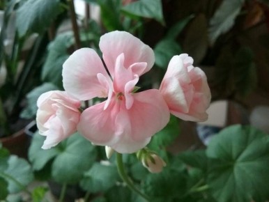 ������ ���������� �� ������� �������� � �������� ��������