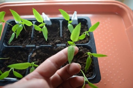 �������� ��������� �����: ������� ������� �������� �������