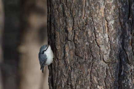 ������ ������ ����������� �����, ����� �� ������� �������� ������� ������� ����� ������, ������� ������ ������ �������