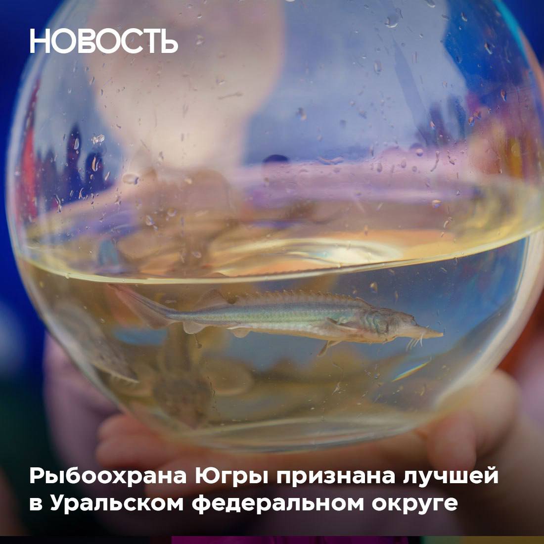 Югра — лидер УрФО по сохранению рыбных богатств