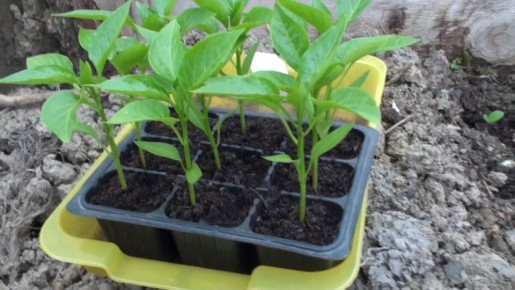 ��� ��������� ������� ������� �����: ������ � ������������