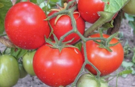 ����� ���� ������ ������� ���� ����: �������� ������� � �������