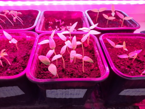 Секреты успешного посева: как вырастить крепкие томаты, перцы и баклажаны