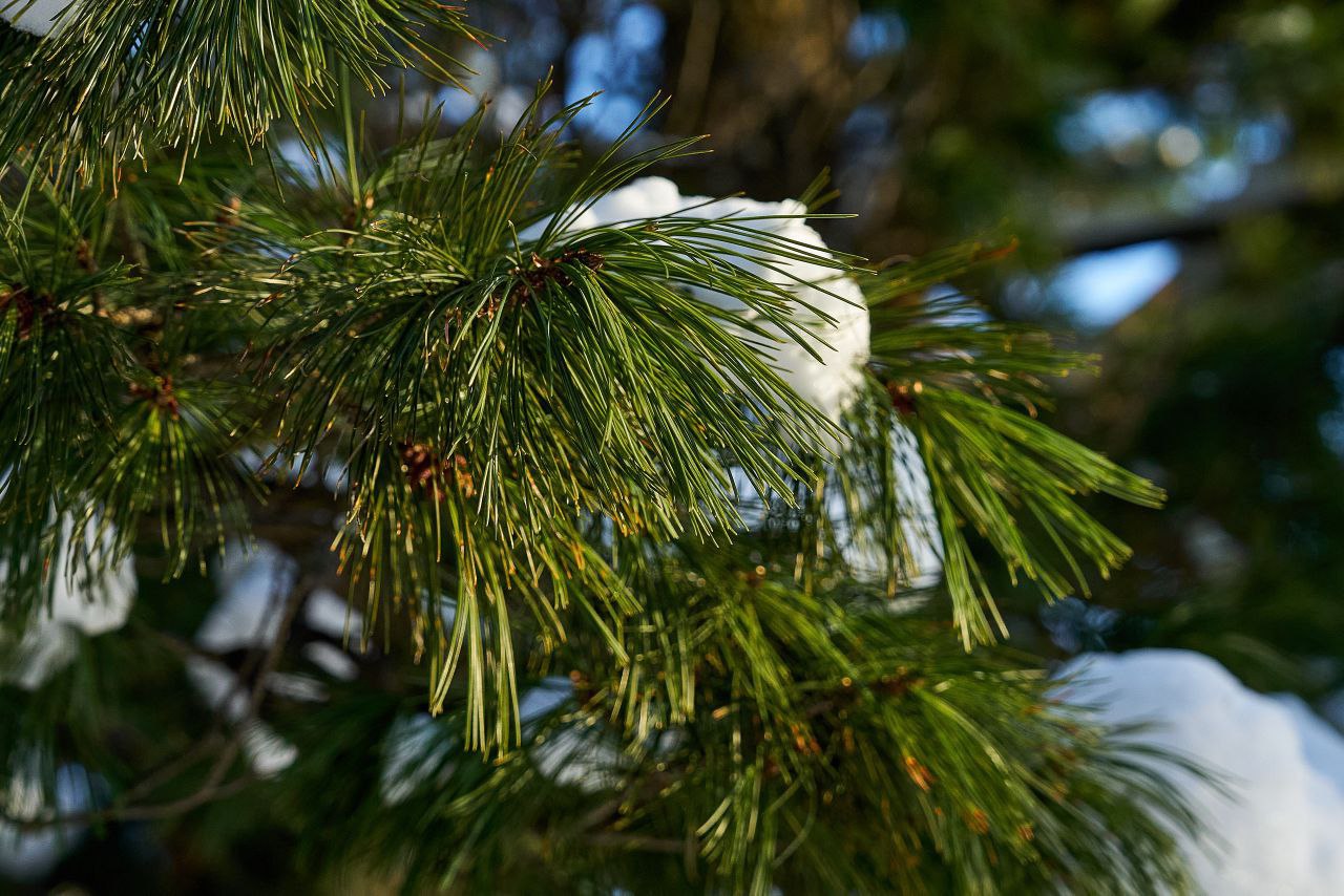 Доброе утро, Югра!. Вы тоже это чувствуете? Погода становится теплее, дни длиннее и как-то по-особенному пахнет в воздухе Доброе утро, Югра!. Вы тоже это чувствуете? Погода становится теплее, дни длиннее и как-то по-особенному пахнет в воздухе