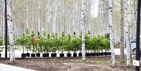 Доброе утро! Нижневартовск станет еще зеленее в 2026 году!