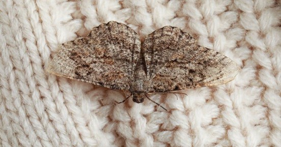 Пластины Dr.Klaus: революционное решение против моли с разнообразием ароматов