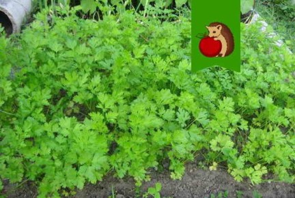 ��������, ������� �� �����: �������, ��� ����� ������� ������