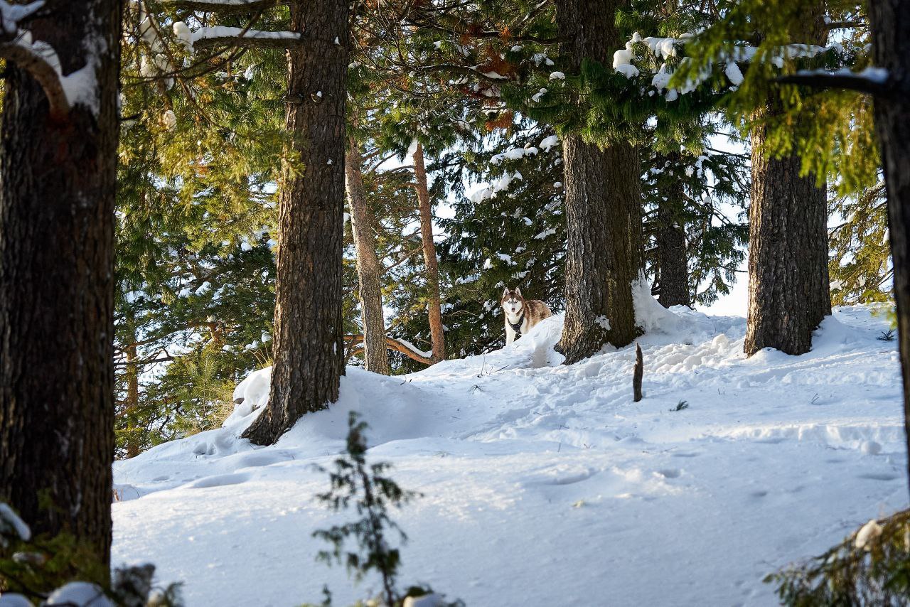 Доброе утро, Югра!. Вы тоже это чувствуете? Погода становится теплее, дни длиннее и как-то по-особенному пахнет в воздухе Доброе утро, Югра!. Вы тоже это чувствуете? Погода становится теплее, дни длиннее и как-то по-особенному пахнет в воздухе