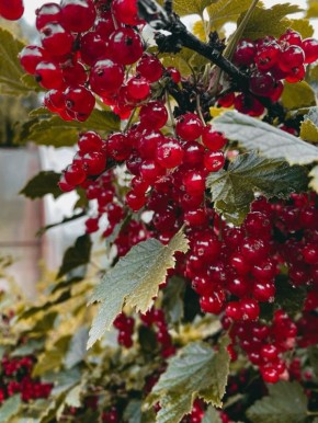 ������ ����� �������� ������� ��������� � ����: ������� ��������� ������