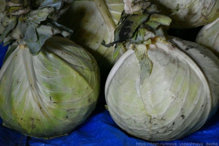 ��� ��������� ������� ������� �� �����: ������� ������ ��� ������� ��������