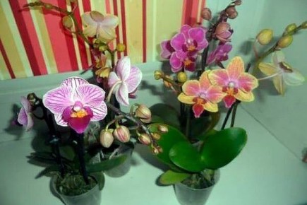 �� ���� ������������ �������: ��� ������� ��������� ������� ��� ������ ����