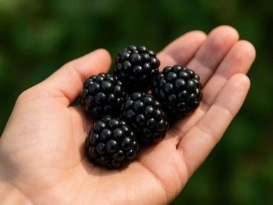 ��� ��������� ����������� ������� � ������: ������� ��������