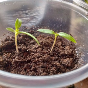 ������� ����� ��������� �������: ��� ��������, ������� ����� �����