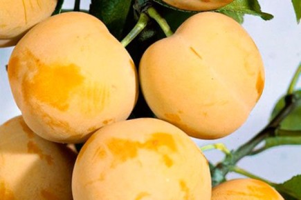 ��� ��������� ����� ������� �����: ������ � ������� ������