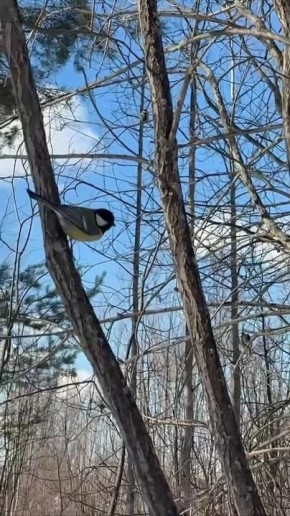 Природа уже радуется весне