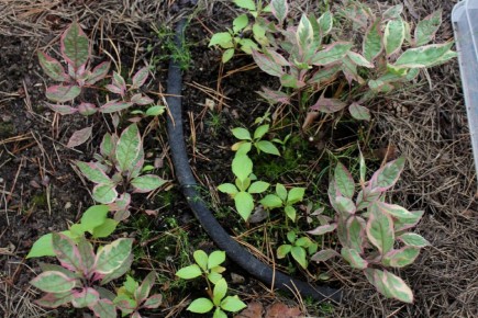 Что нового в рассаднике: пробуем укоренять и сажать семена