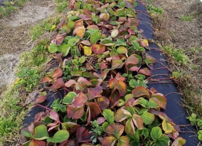 Секреты зимней защиты клубники для богатого урожая