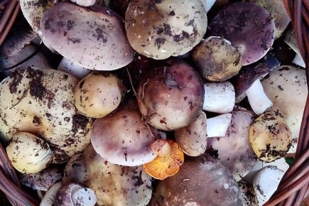 ����� � ������������ �������: �������� �� ��� � ������� �������