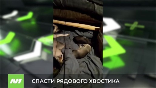 Эвакуированные «из-за ленты» щенки ищут дом в Нижневартовске