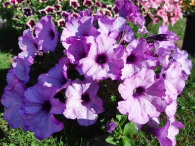 ��� ��������� �������� �������: ������� ��������� ������ � �����