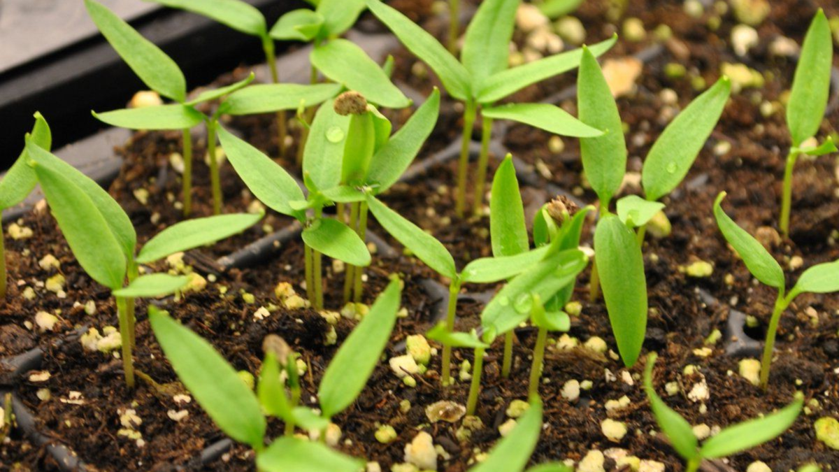 Почему рассада вытягивается и как этого избежать: пять ключевых ошибок