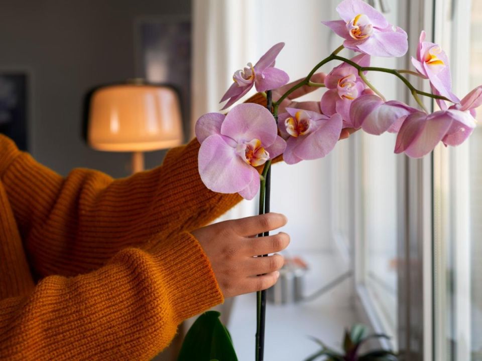 ������� �������: ������� ��������� ��������