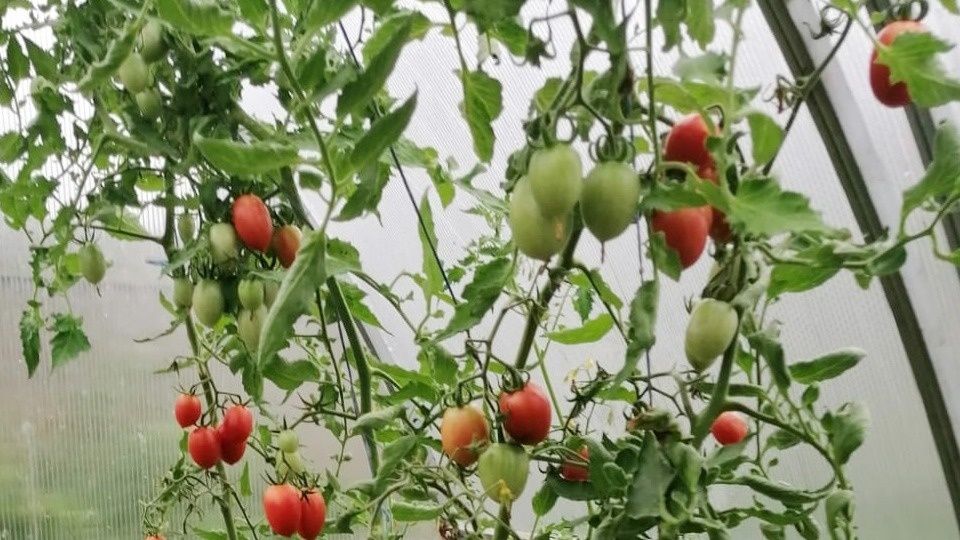 ��� ���������� �������� �������� ����� �������� �� ������ �������