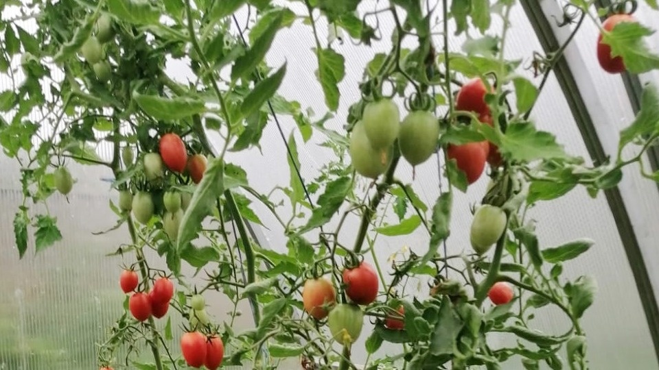 Как правильное удаление пасынков может повлиять на урожай томатов