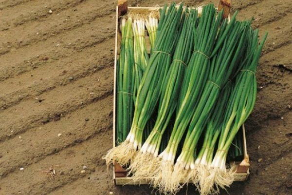 ��� ������: ���������� ����� ��� ��������� �������