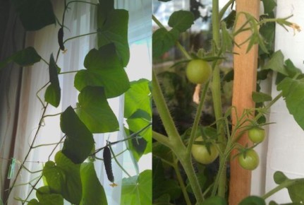 ��� ��������� ����������� �� �����������: ��������� 2026 ����