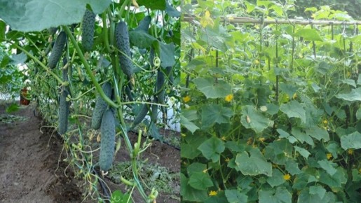 ��������� ������ ��������� �������: 6 ����������� ������