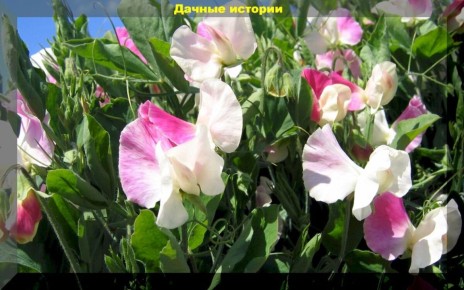 Благоухание сада: выбираем ароматные растения для общего наслаждения