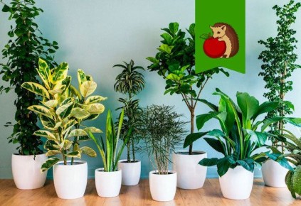 Проверка интуиции: тест для любителей комнатных растений