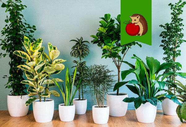 Проверка интуиции: тест для любителей комнатных растений