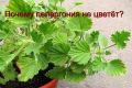 Пеларгония не цветет: причины и секреты активного цветения