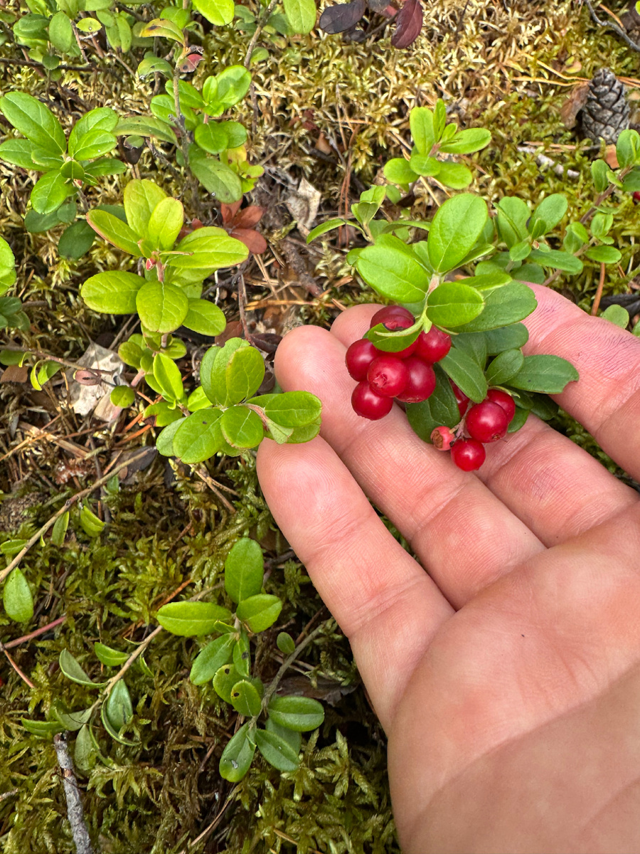 Как добиться идеального баланса питания: полезные советы