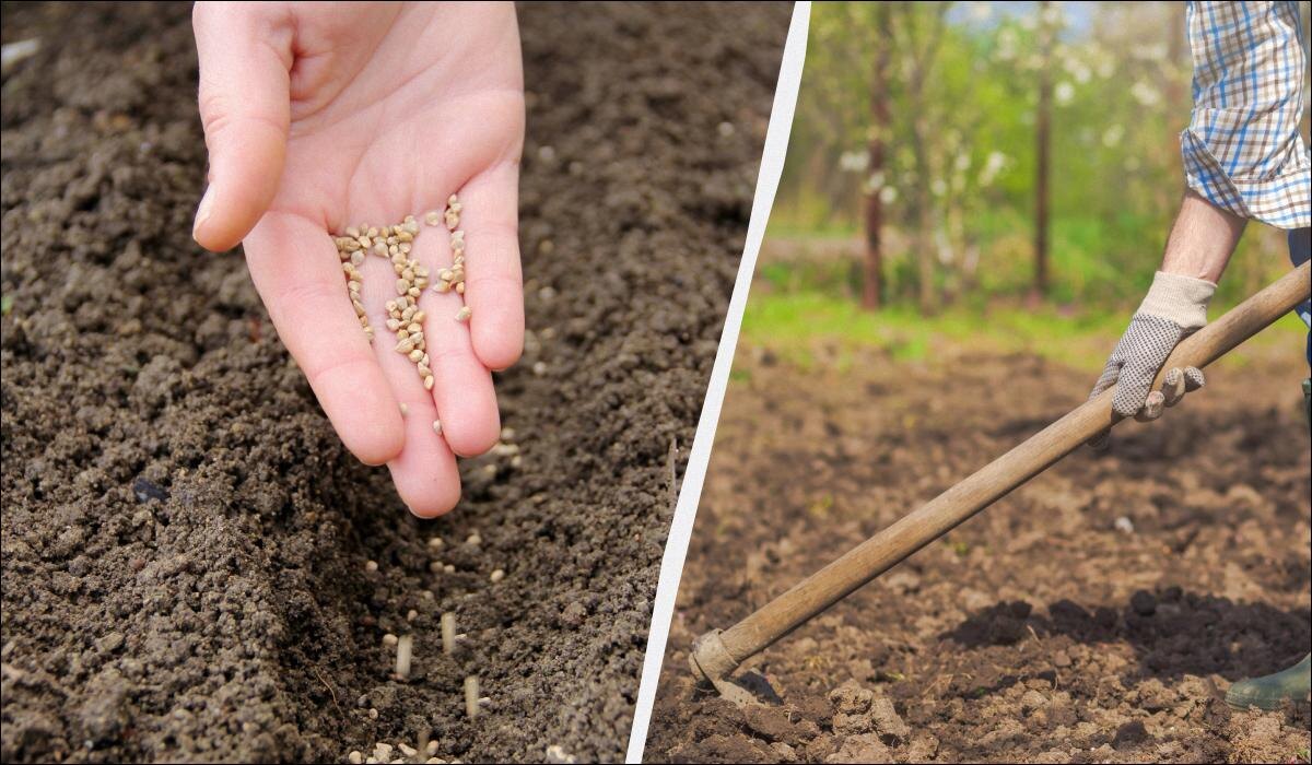 Зимние посадки на огороде: 10 неожиданных культур для раннего урожая