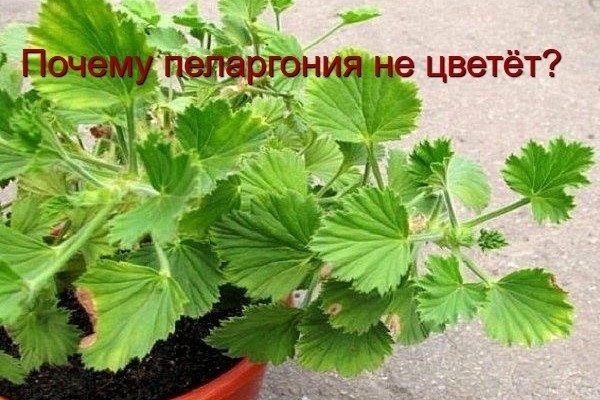 ���������� �� ������: ������� � ������� ��������� ��������