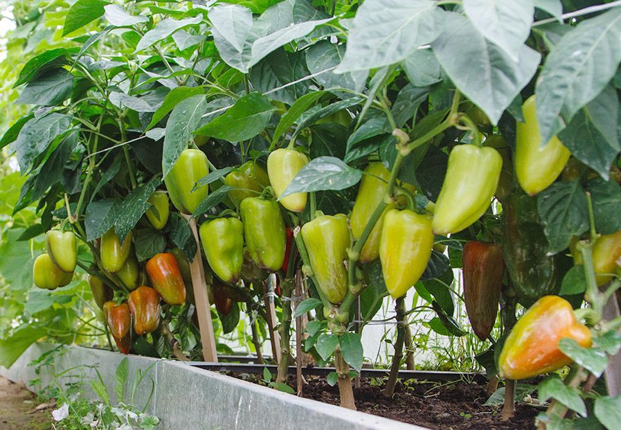 ��� ������� ���, ����� ����� ����������� ��� ���������: ��� ����������� �������