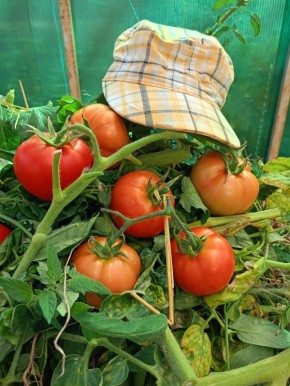 Завершение сезона помидоров: как подготовить теплицу к зиме